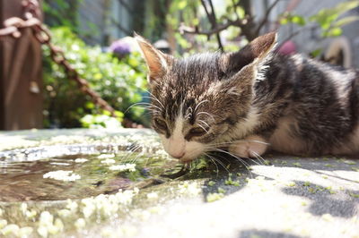 Close-up portrait of cat