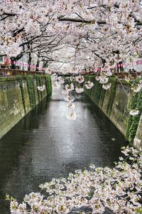 Cherry blossoms in city