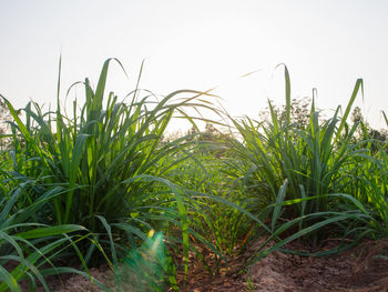 Close-up of crops growing on field against sky