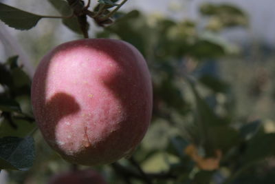 Close-up of fruit growing on tree