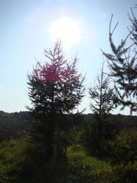 Trees on field against sky