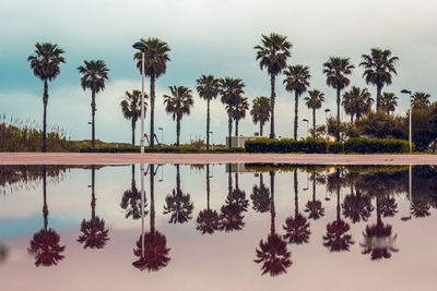 Palm trees by swimming pool against sky