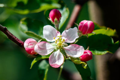 Close-up of pink flowering plant
