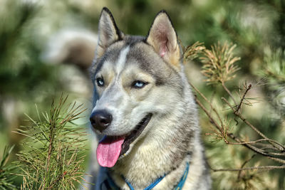 Close-up of dog looking away