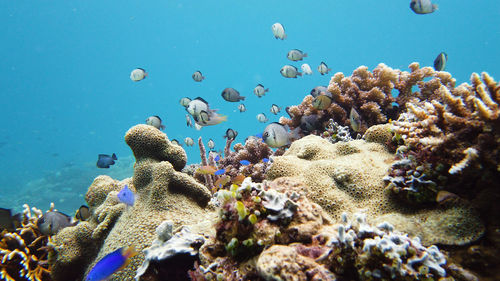 View of fish in sea