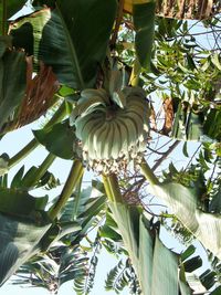 Low angle view of tree