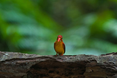 Bird perching on rock