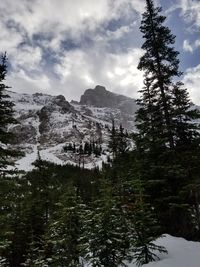 Pine trees on snowcapped mountains against sky