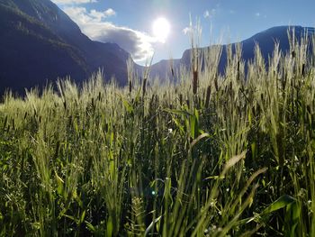 Plants growing on field against sky