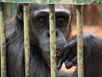 Close-up of brown in cage at zoo