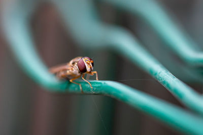 Close-up of spider