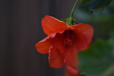 Close-up of red flower