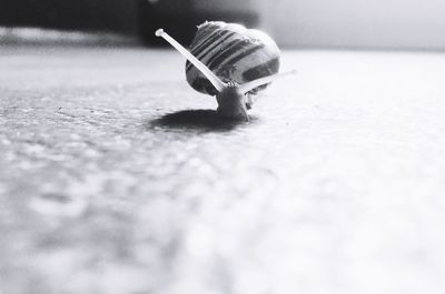 Close-up of snail