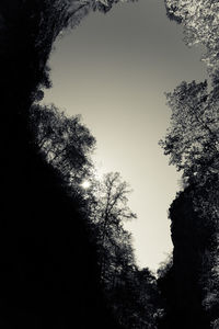 Low angle view of trees against sky