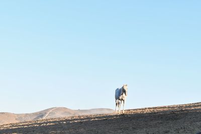 View of a horse on the land