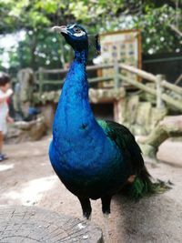 Peacock on field