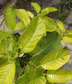 Close-up of green leaves