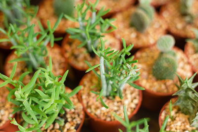 Close-up of leaves