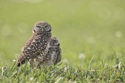 Close-up of a bird on field