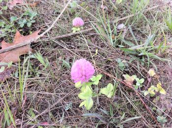 High angle view of pink crocus blooming on field