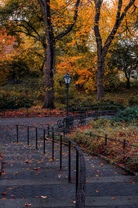 Street by trees in park during autumn