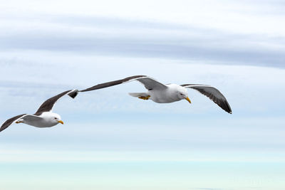 Seagulls flying over sea against sky