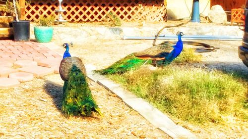 Close-up of peacock