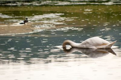 Swans swimming in lake