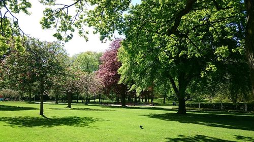 Trees in park