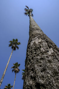 Low angle view of palm tree against clear blue sky