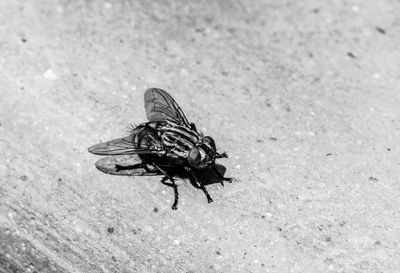 High angle view of fly on surface
