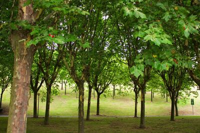 Trees growing in park