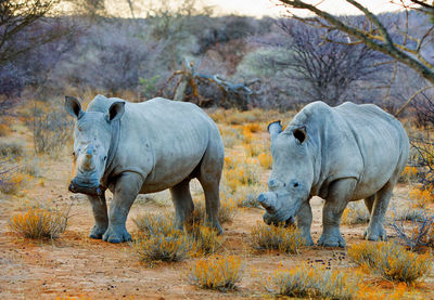 Black rhino standing on the ground