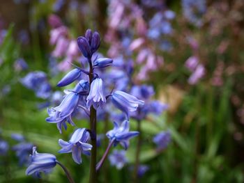 Close-up of purple flowering plant