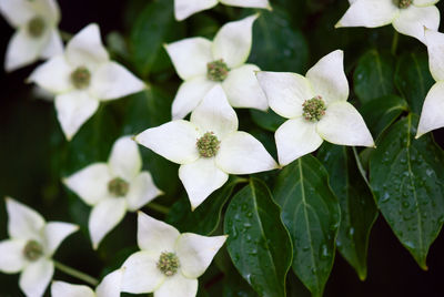 Close-up of white flowering plants