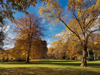 Trees in park during autumn