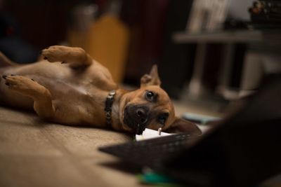Portrait of sheep relaxing on floor