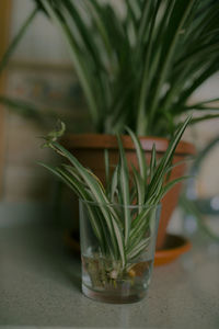 Close-up of plant on table