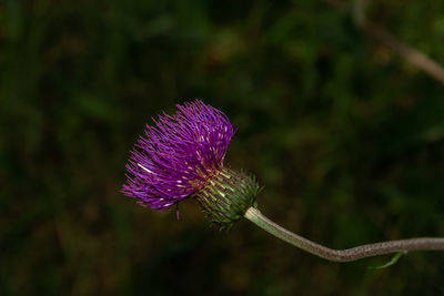 Close-up of purple thistle flower