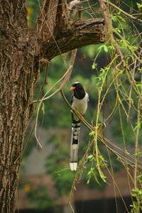 Bird perching on a tree