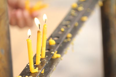 Close-up of yellow flower against blurred background