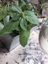 Close-up of fresh green leaves