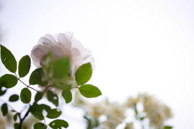 Close-up of white flowers