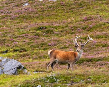 Side view of deer standing on field