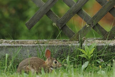 Close-up of a rabbit on field