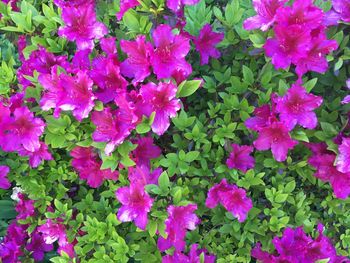 Full frame shot of pink flowers blooming outdoors