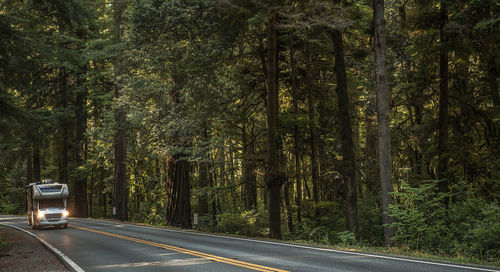 Road amidst trees in forest