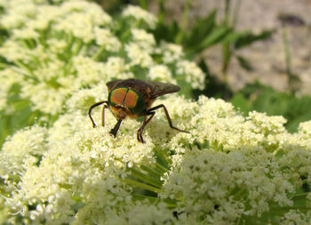 Close-up of insect on flower