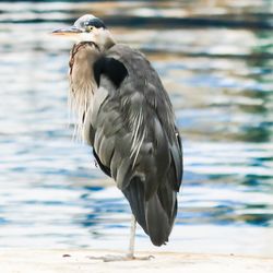 Close-up of gray heron perching on beach