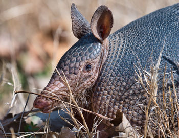 Close-up of a lizard on land